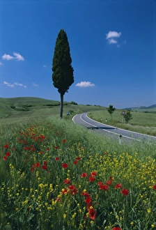 Wild flowers and cypress tree beside a country road near Volterra Wild flowers and cypress tree beside a country road near Volterra