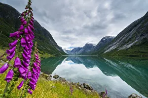 Wild flowers on shores of Jolstravatnet lake under storm clouds, Jolster, Sogn og Wild flowers on shores of Jolstravatnet lake under storm clouds, Jolster, Sogn og