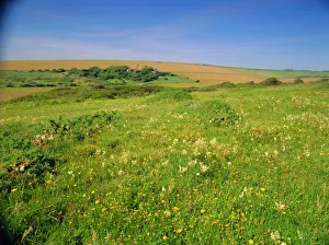 Wild flowers on the South Downs, East Dean, near Eastbourne, East Sussex Wild flowers on the South Downs, East Dean, near Eastbourne, East Sussex