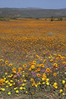 Images Dated 9th August 2008: Wild Flowers in Spring Print, Namaqaland Hills