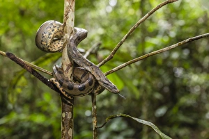 A wild green anaconda (Eunectes murinus), Amazon National Park, Loreto, Peru, South A wild green anaconda (Eunectes murinus), Amazon National Park, Loreto, Peru, South
