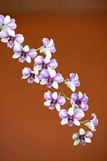 Detail of a wild orchid growing in Siem Reap, Cambodia, Indochina, Southeast Asia, Asia Detail of a wild orchid growing in Siem Reap, Cambodia, Indochina, Southeast Asia, Asia