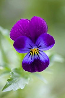 Germany Flora Prints: Wild Pansy