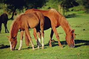 Prints of Wild ponies grazing, New Forest, Hampshire, England Hampshire Prints: Wild Ponies Print, New Forest Landscape