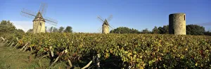 Windmills of Calon set in autumnal vineyard below a blue sky, Montagne Windmills of Calon set in autumnal vineyard below a blue sky, Montagne
