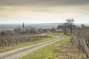 Winter in the vineyards of Berrie, Vienne, France, Europe Winter in the vineyards of Berrie, Vienne, France, Europe
