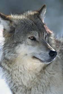 North America Nature Prints: Wolf (Canis lupis)