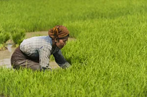 A woman near Inle Lake harvests young rice into bundles tol be re-planted spaced A woman near Inle Lake harvests young rice into bundles tol be re-planted spaced