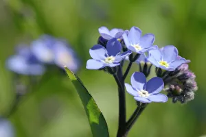 Wood forget-me-not (Myosotis sylvatica) flowers, Cornwall, England, United Kingdom Wood forget-me-not (Myosotis sylvatica) flowers, Cornwall, England, United Kingdom