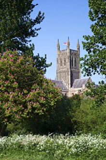 United Kingdom Cathedrals Prints: Worcester Cathedral in spring sunshine, Worcester, Worcestershire, England