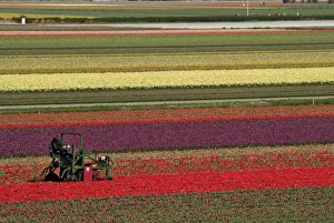 European Flower Fields Prints: Working in the tulip rows in the bulb fields