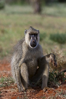 Yellow baboon (Papio hamadryas cynocephalus), Tsavo East National Park Yellow baboon (Papio hamadryas cynocephalus), Tsavo East National Park