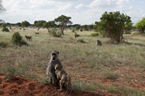 Yellow baboons (Papio hamadryas cynocephalus), Tsavo East National Park Yellow baboons (Papio hamadryas cynocephalus), Tsavo East National Park