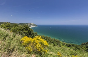 Yellow flowers on the promontory overlooking the turquoise sea, Province of Ancona Yellow flowers on the promontory overlooking the turquoise sea, Province of Ancona