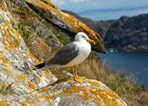Galicia Spain Prints: Yellow-legged gull (Larus Michahellis)