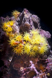 Yellow (Tubastrea faulkneri) coral polyps, Southern Thailand, Andaman Sea, Indian Ocean, Asia Yellow (Tubastrea faulkneri) coral polyps, Southern Thailand, Andaman Sea, Indian Ocean, Asia