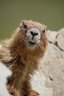 Yellowbelly marmot (Marmota flaviventris) near Cinnamon Pass Yellowbelly marmot (Marmota flaviventris) near Cinnamon Pass