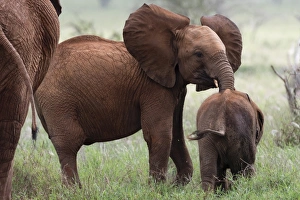 A young African elephant (Loxodonta africana) and a calf, Tsavo, Kenya, East Africa A young African elephant (Loxodonta africana) and a calf, Tsavo, Kenya, East Africa