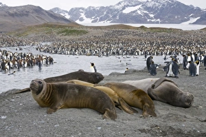 Young elephant seals and king penguins, St. Andrews Bay, South Georgia, South Atlantic Young elephant seals and king penguins, St. Andrews Bay, South Georgia, South Atlantic