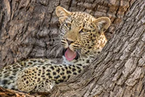 Panthera Pardus Images Prints: Young leopard (Panthera pardus), yawning in a tree, South Luangwa National Park, Zambia