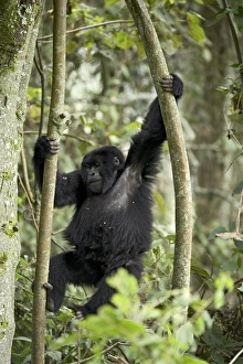 Mountain Gorilla Photography Prints: Young mountain gorilla