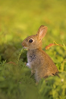 Young Rabbit Prints: Young rabbit