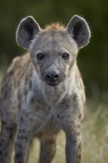 Young Spotted Hyena (Spotted Hyaena) (Crocuta crocuta), Kruger National Park Young Spotted Hyena (Spotted Hyaena) (Crocuta crocuta), Kruger National Park