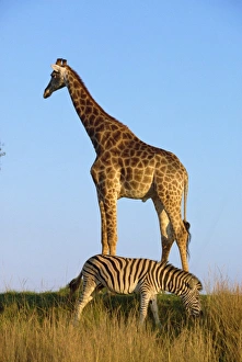 Colorful Natural World Images Prints: Zebra and giraffe