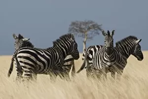 Images Dated 29th December 2007: Zebras at Nechisar National Park, Arba Minch, Rift Valley region, Ethiopia, Africa
