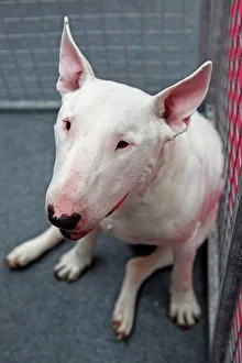 Bull Terrier at the London Pet Show 2011 Bull Terrier at the London Pet Show 2011