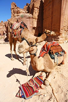 Camels in the rock city of Petra, Jordan Camels in the rock city of Petra, Jordan