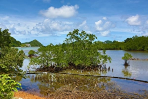 Mangrove swamp in Koror, Koror Island, Republic of Palau, Micronesia, Pacific Ocean Mangrove swamp in Koror, Koror Island, Republic of Palau, Micronesia, Pacific Ocean