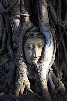 The stone head of Buddha statue in roots of a Bodhi tree, Wat Mahathat, Ayutthaya The stone head of Buddha statue in roots of a Bodhi tree, Wat Mahathat, Ayutthaya