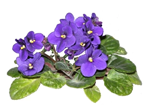 March Prints: African Violet Print
