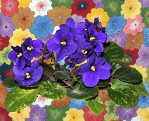 African Violet Print