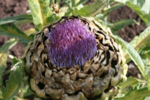 Artichoke Close Up Prints: Artichoke