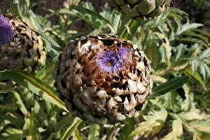 July Prints: Artichoke Print from Photoslot