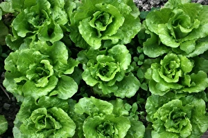 March Prints: Bed of Lettuce Print