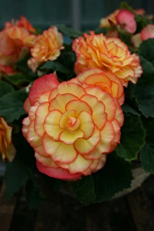 Commercial Use Images Prints: Begonia