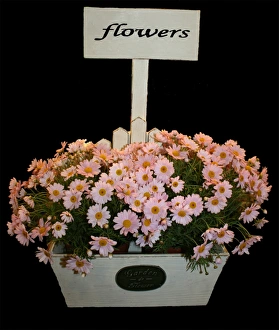 Spring Floral Arrangements Prints: Box of daisies