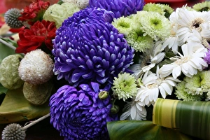 Chrysanthemum Flowers Prints: Chrysanthemum