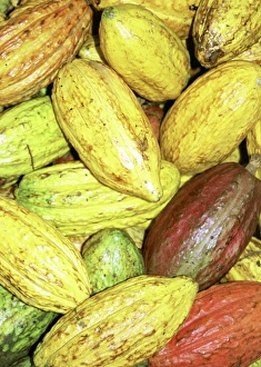 Cocoa Pods Prints: Cocoa pods