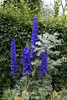 Photoslot Images Prints: Delphinium