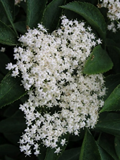 Commercial Use Images Prints: Elderflower