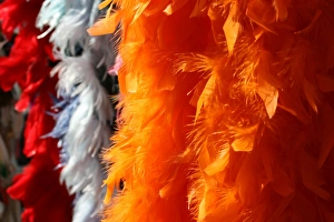 Photoslot Stock Images Prints: Feather