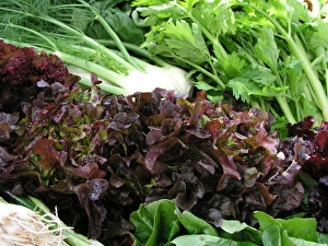 Fresh Fennel Prints: Fennel and lettuce
