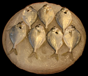 Freshwater Fish Pictures Prints: Fish on ice