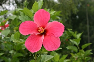 Vibrant Flowers Prints: Hibiscus