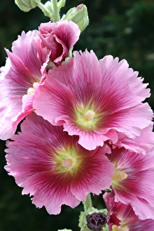 Photoslot Images Prints: Hollyhock