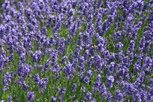 British Wildflowers In Bloom Prints: Lavender fields, Kent, UK